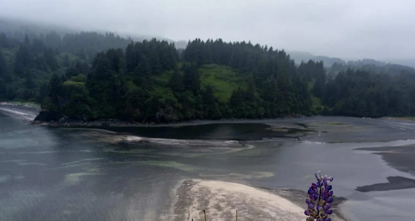 Photo of river and forest